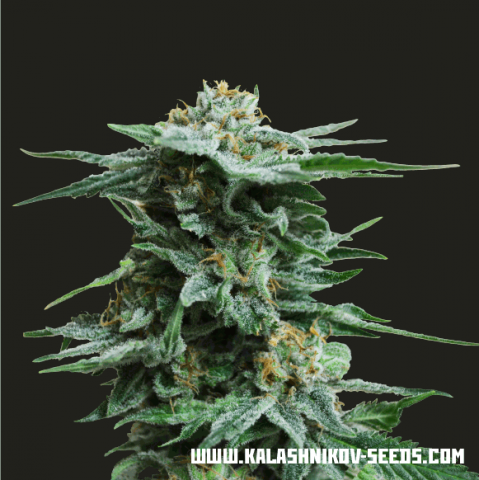 Kalashnikov Seeds AK Kush Express Feminisiert