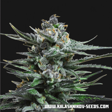 Kalashnikov Seeds Blue Acid Auto Feminisiert Autoflower