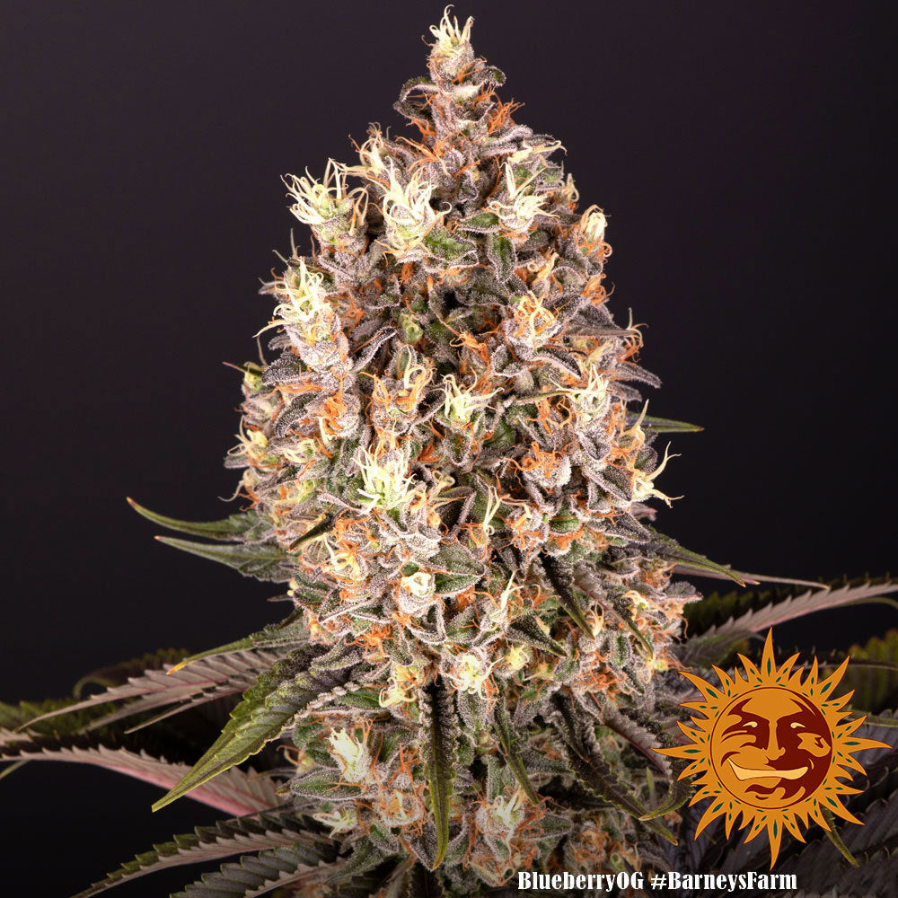 Barney's Farm Blueberry OG, feminisiert