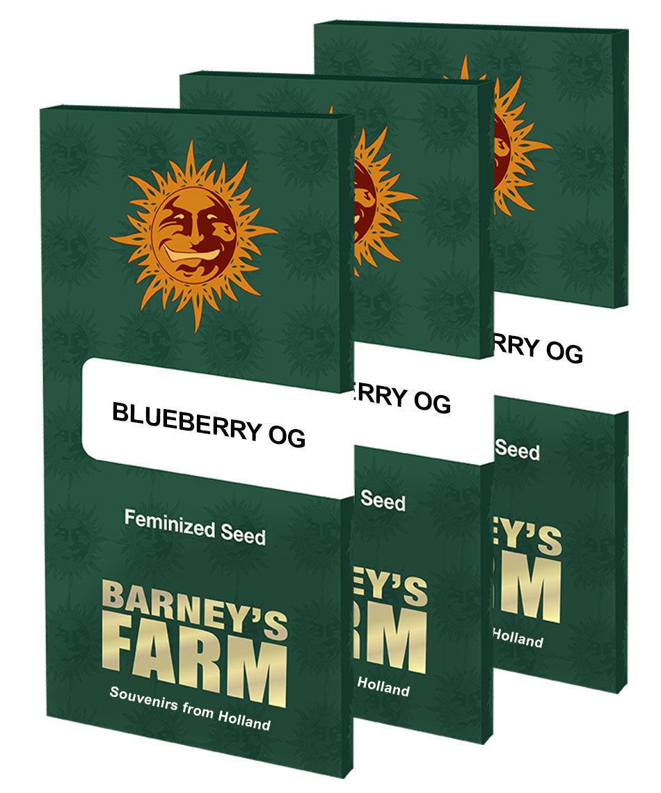 Barney's Farm Blueberry OG, feminisiert