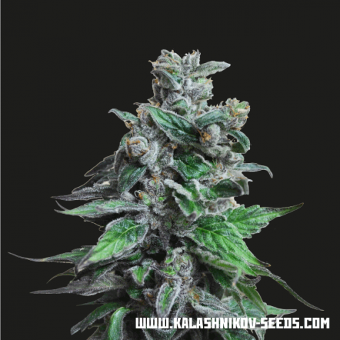 Kalashnikov Seeds Moscow Blueberry Auto Feminisiert Autoflower