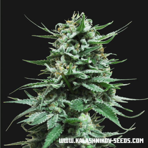 Kalashnikov Seeds Northern Russian Auto Feminisiert Autoflower