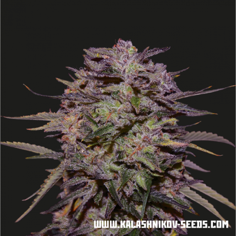 Kalashnikov Seeds Purple Russian Express feminisiert