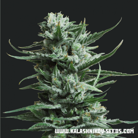 Kalashnikov Seeds Siberian Haze Feminisiert