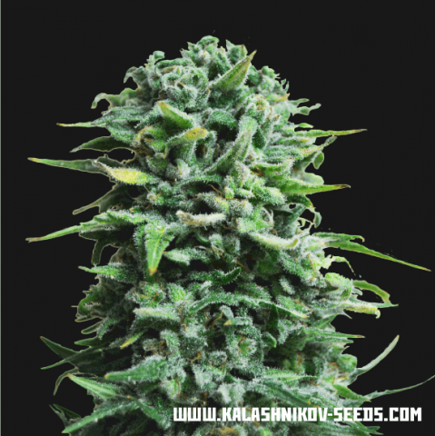 Kalashnikov Seeds Siberian Haze Auto Feminisierte Autoflower