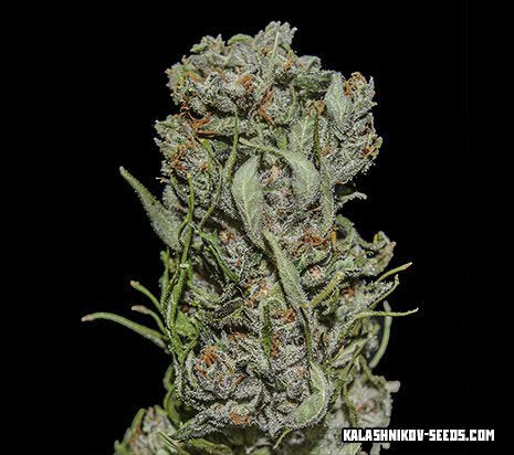 Kalashnikov Seeds White Critical Express Feminisiert