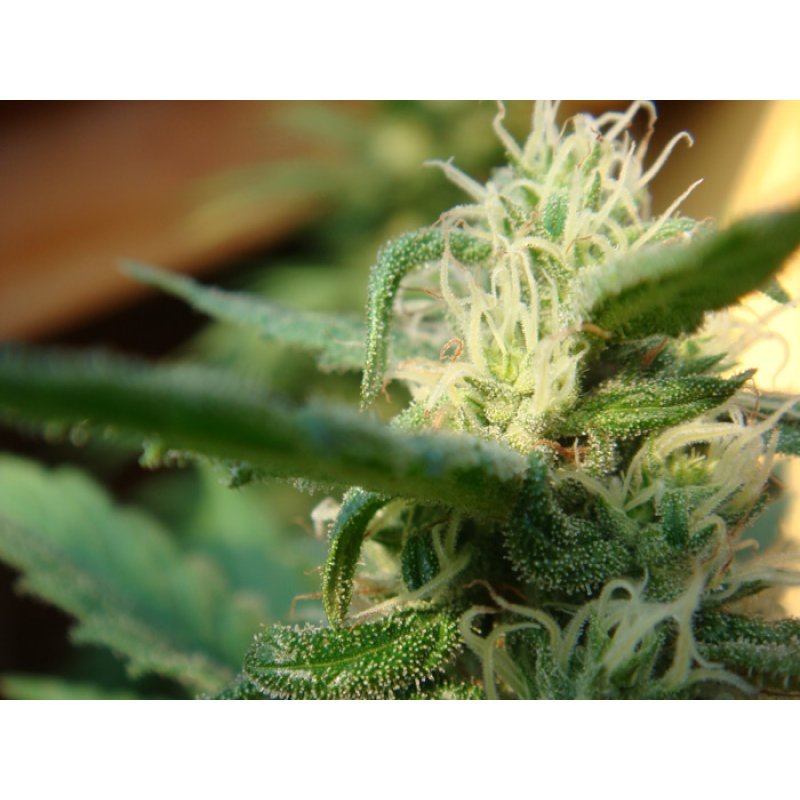 Herr. Nice Seeds Angel's Breathe – Mango Haze x Afghan Haze Regular