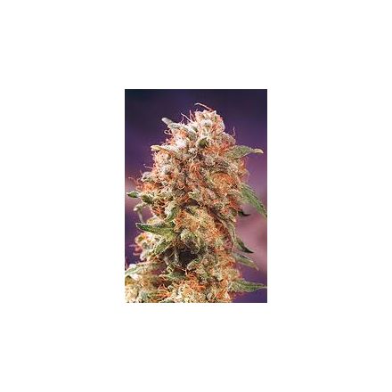 Herr. Nice Seeds Afghan Skunk Regular