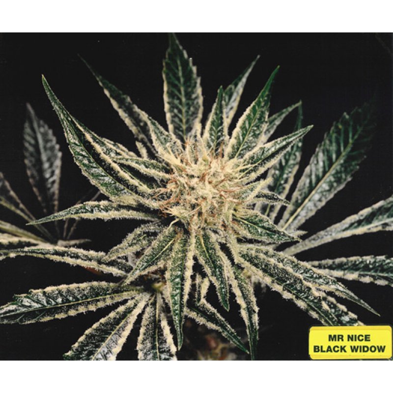 Herr. Nice Seeds Black Widow Regular