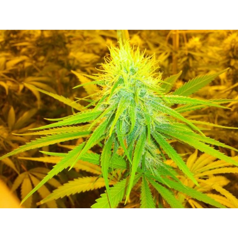 Herr. Nice Seeds The Cure – Afgan Skunk x Haze AC Regular