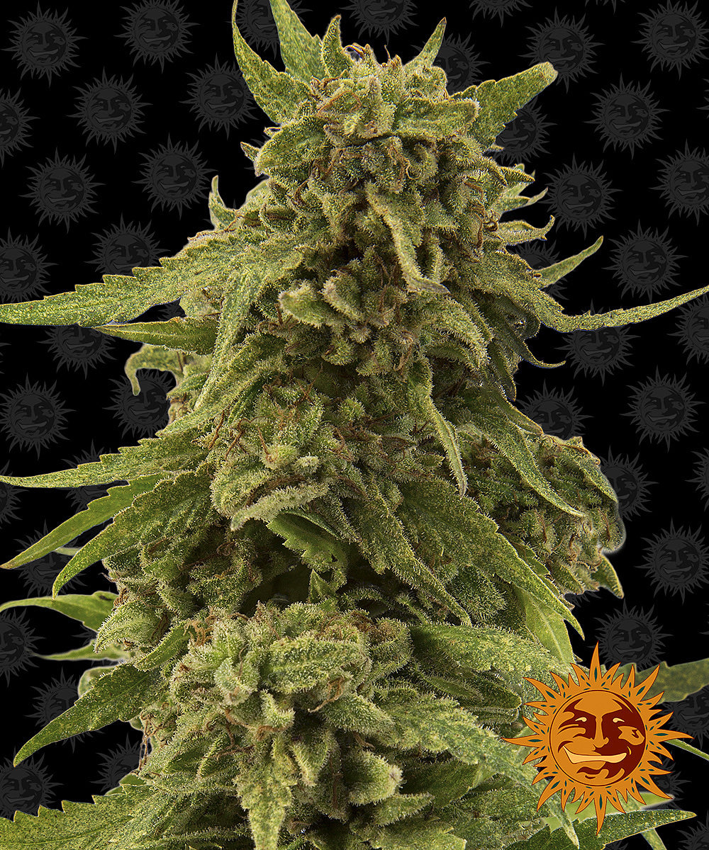 Barney's Farm CBD Critical Cure Feminisiert