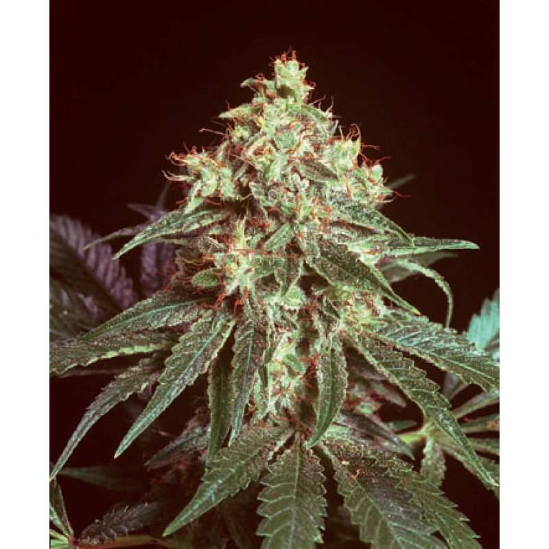 Herr. Nice Seeds Dreamtime Regular