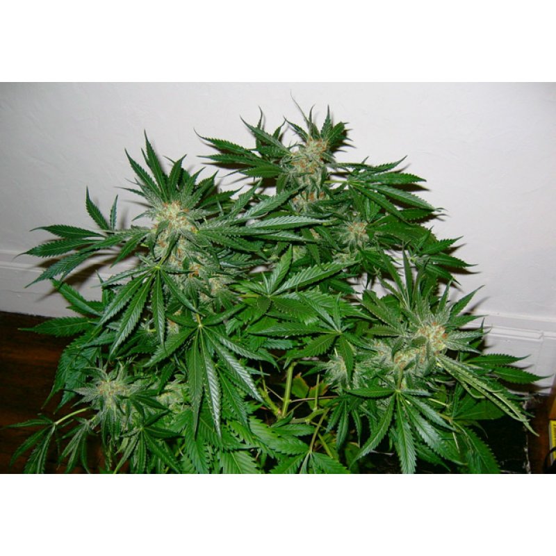 Herr. Nice Seeds Early Skunk Regular