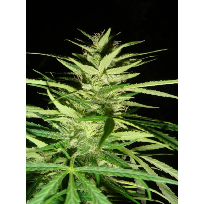 Herr. Nice Seeds Master Kaze - Master Kush Skunk x Afg. Haze Regular