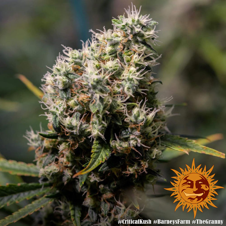 Barney's Farm Critical Kush feminisiert