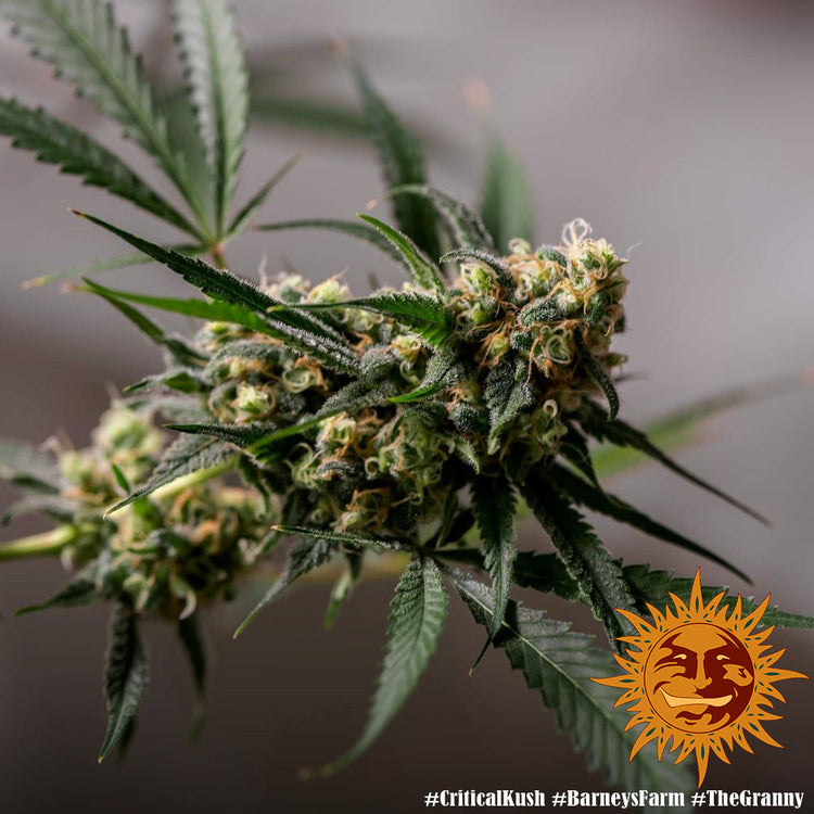 Barney's Farm Critical Kush feminisiert