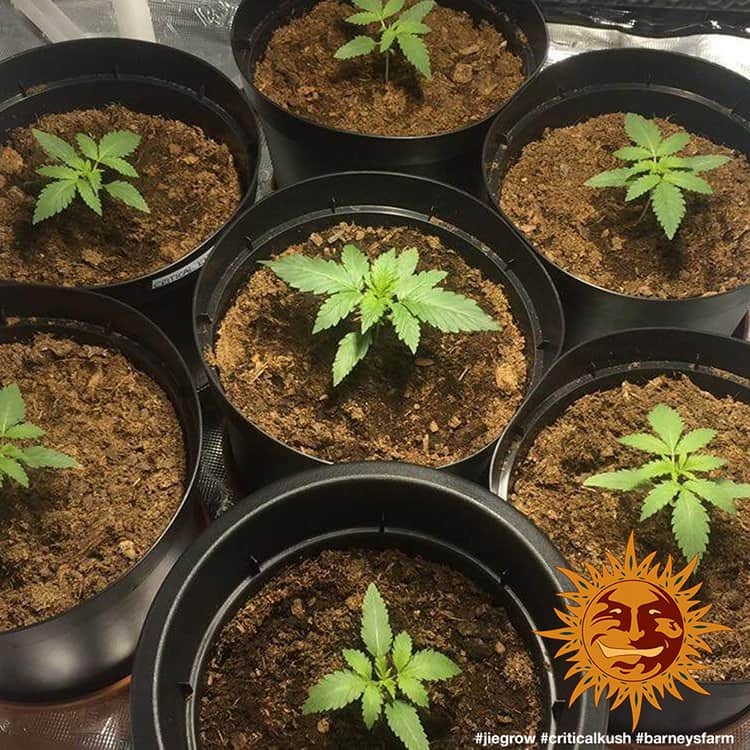 Barney's Farm Critical Kush feminisiert