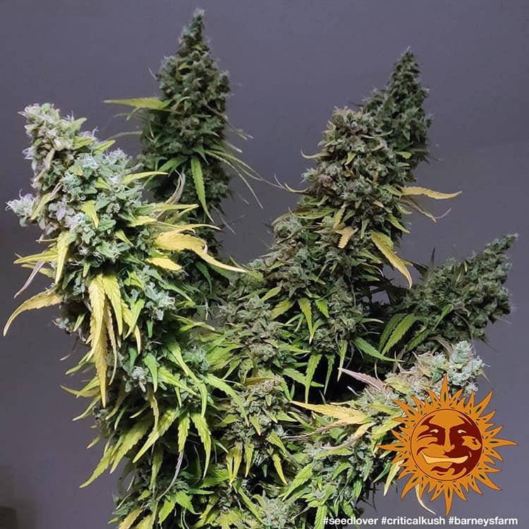 Barney's Farm Critical Kush feminisiert