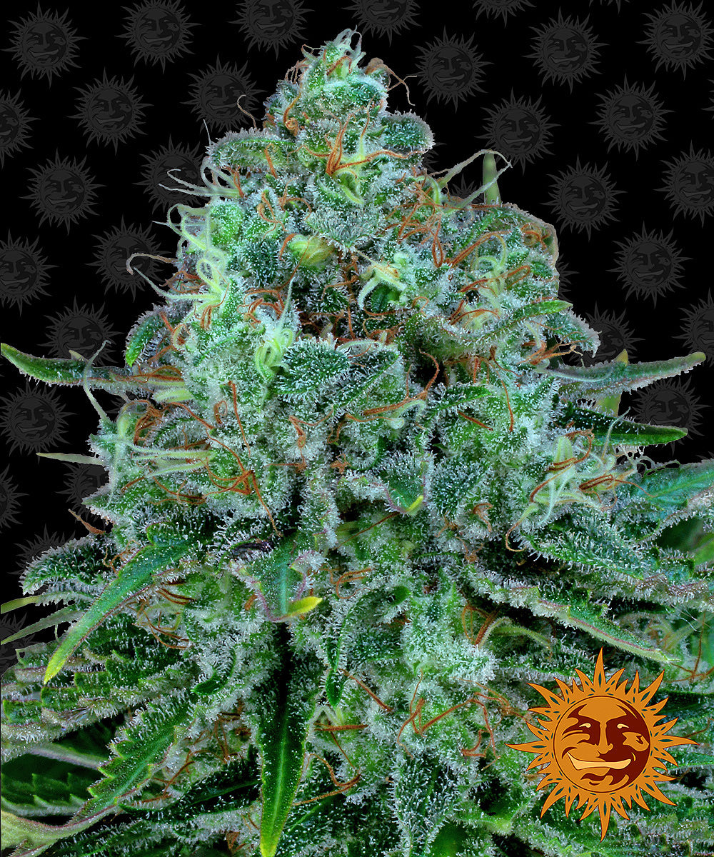 Barney's Farm Critical Kush feminisiert