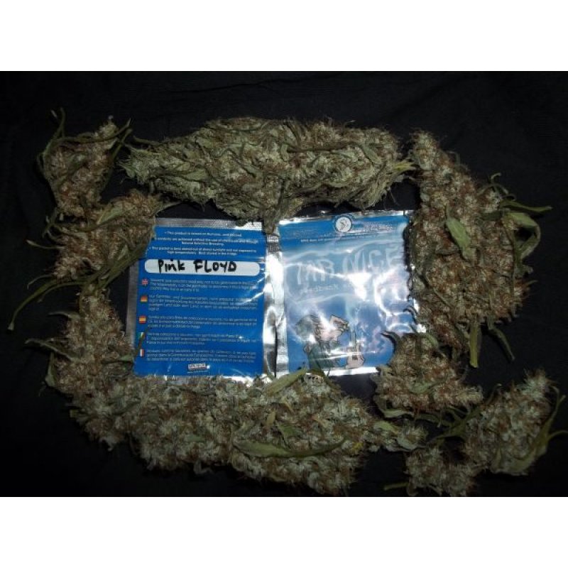 Herr. Nice Seeds Pink Floyd – Critical Mass x Haze AC Regular