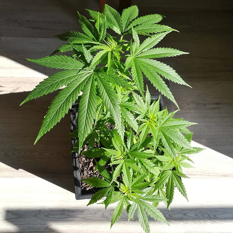 Barney's Farm Critical Kush Auto Feminisierte Autoflower