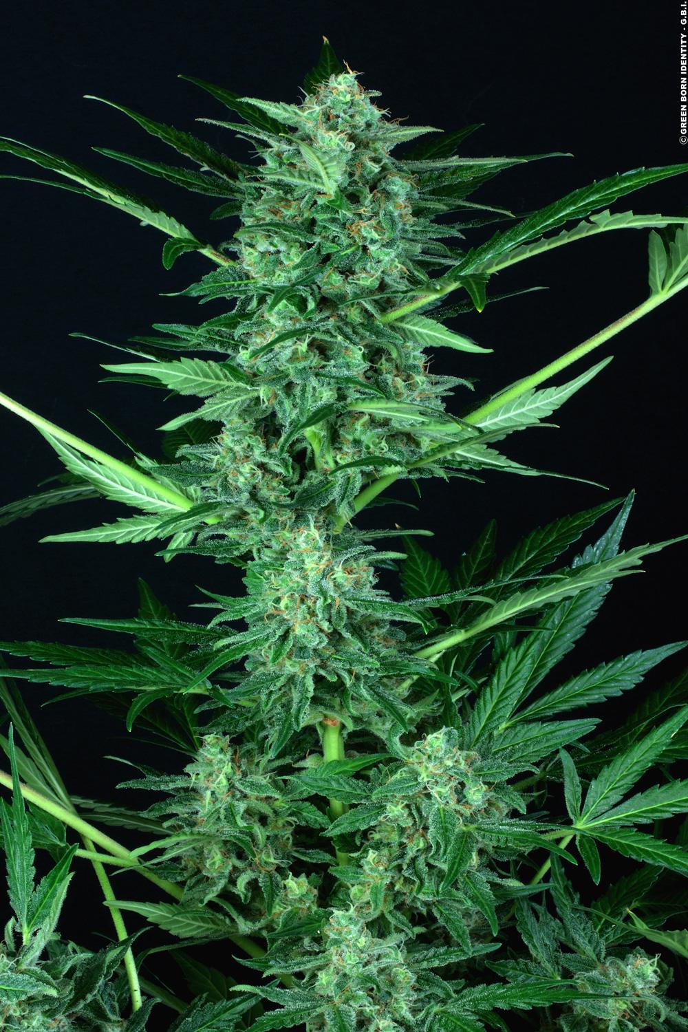 Paradise Seeds Auto Wappa Feminisiert Autoflower