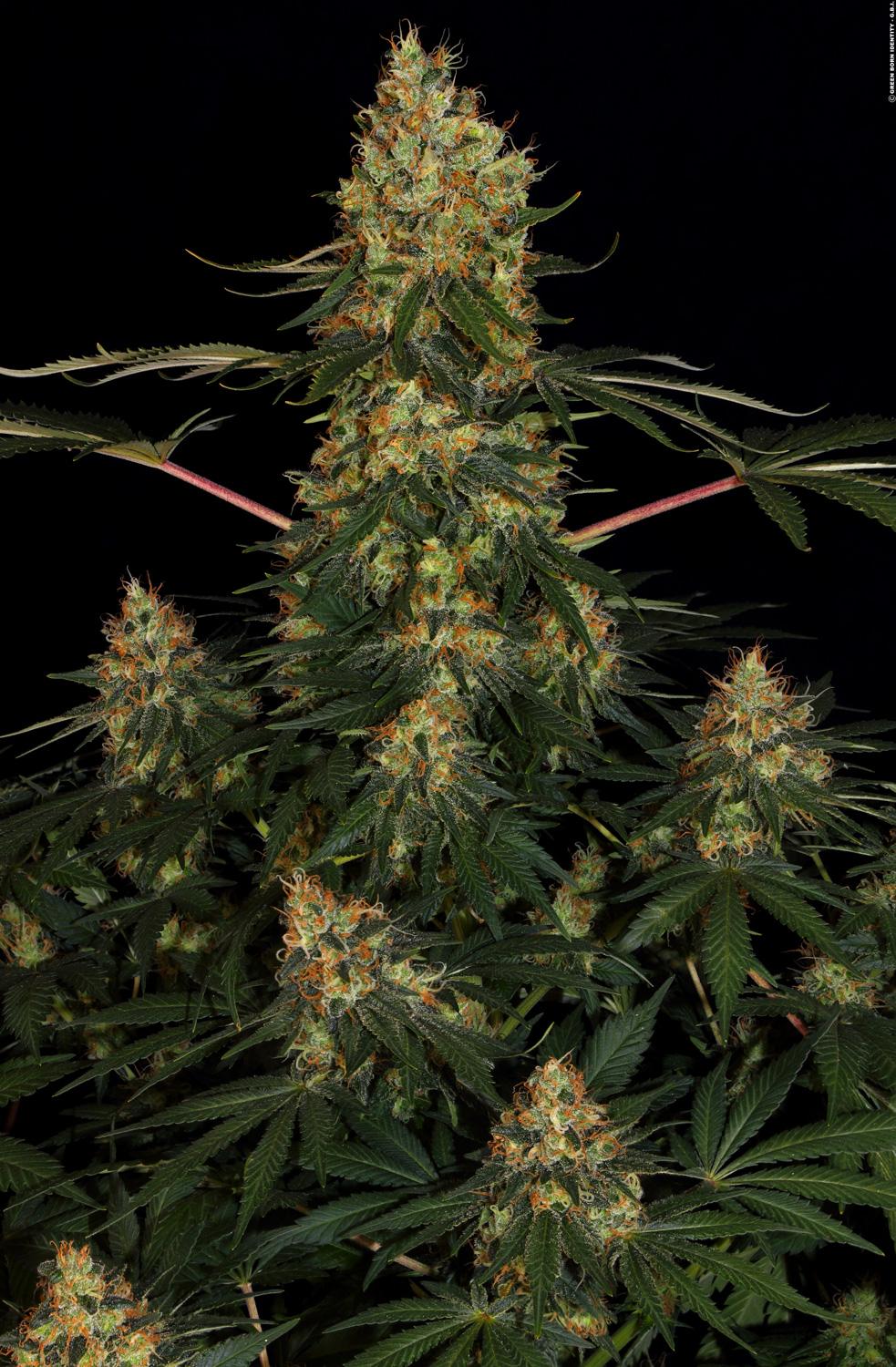 Paradise Seeds Californian Gold feminisiert