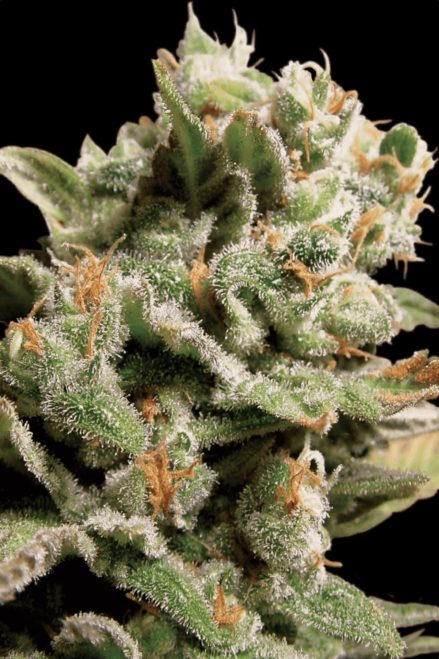 Paradise Seeds Dutch Dragon feminisiert