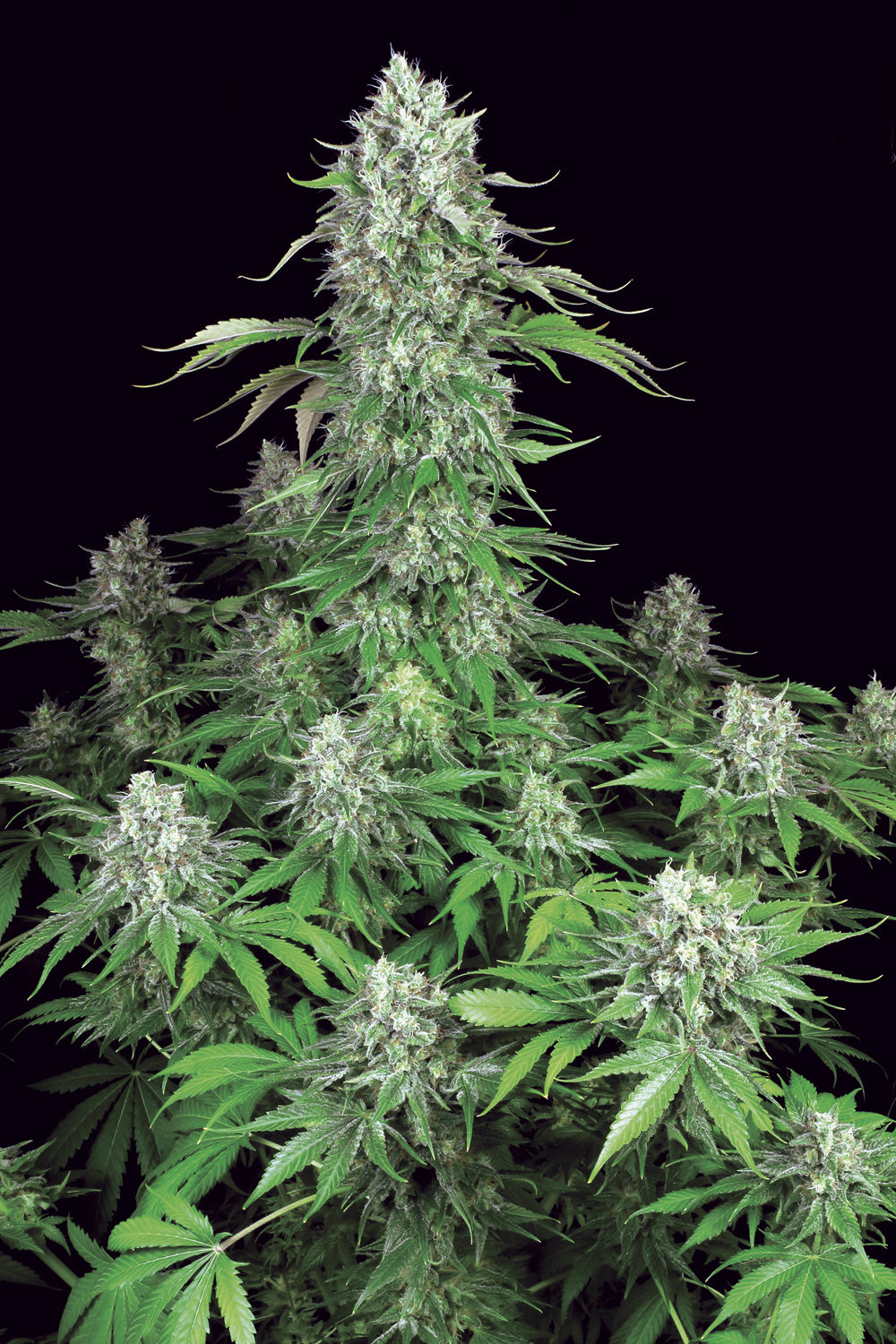 Paradise Seeds Dutch Dragon feminisiert