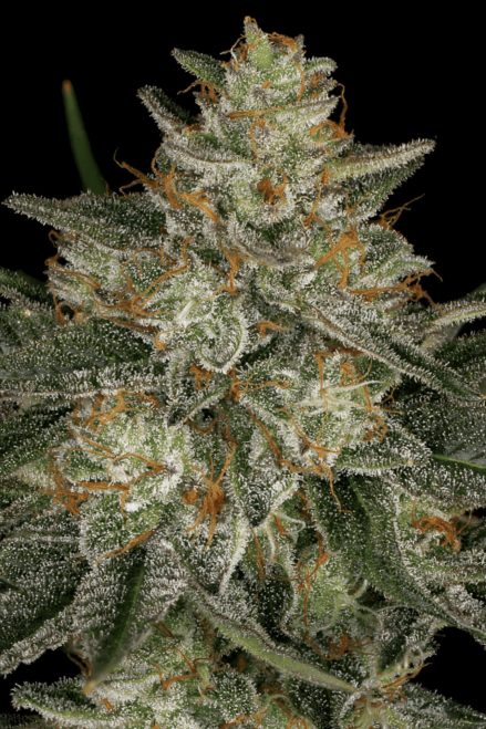 Paradise Seeds Dutch Kush feminisiert