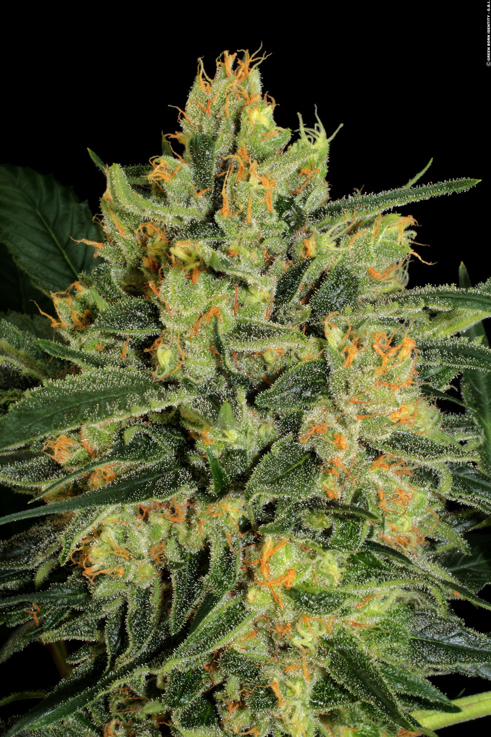 Paradise Seeds Durga Mata II CBD Feminisiert