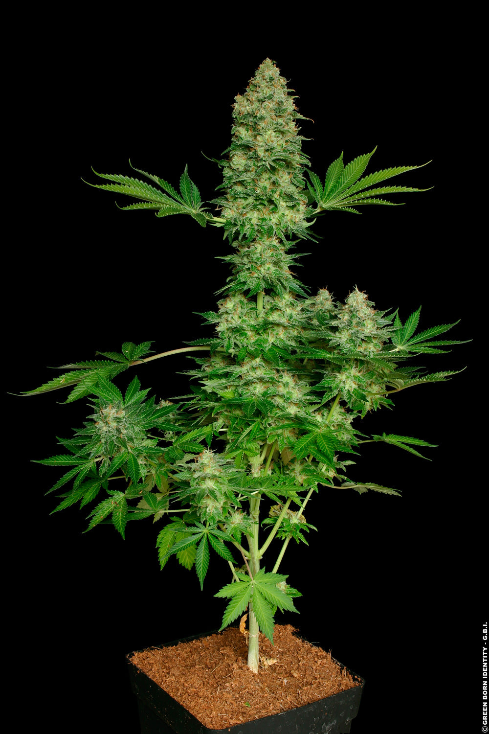 Paradise Seeds Jacky White feminisiert