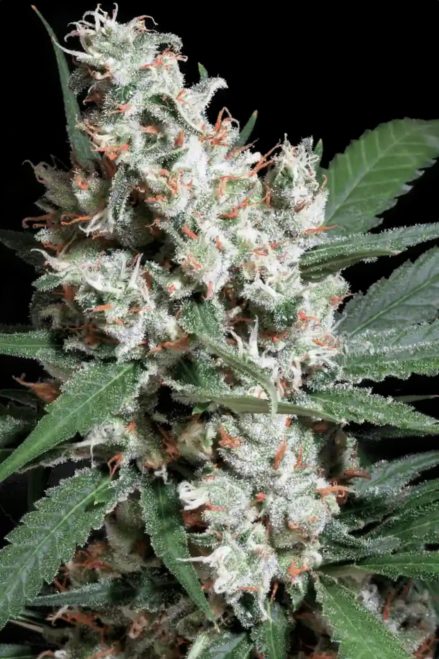 Paradise Seeds CHONG'S CHOICE LA Amnesia Feminisiert