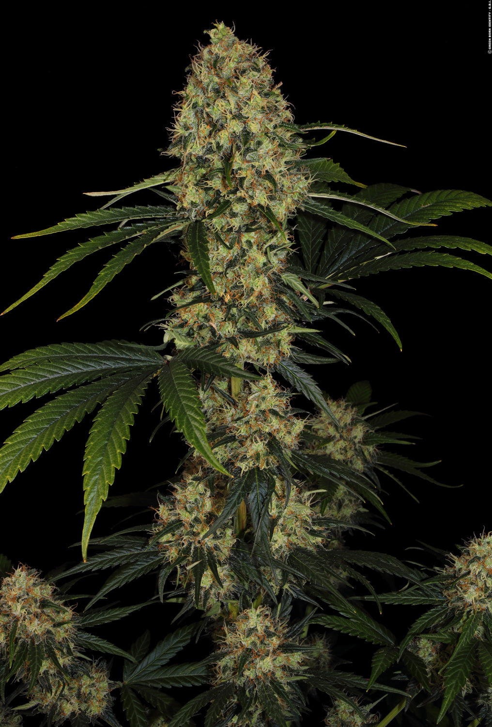 Paradise Seeds CHONG'S CHOICE LA Amnesia Feminisiert