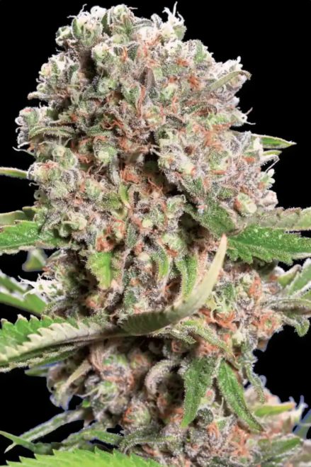 Paradise Seeds CHONG'S CHOICE Mendocino Skunk Feminisiert