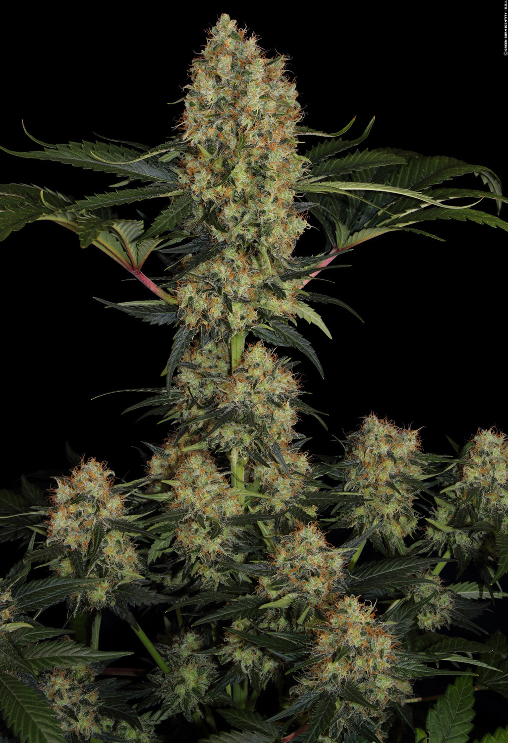 Paradise Seeds CHONG'S CHOICE Mendocino Skunk Feminisiert