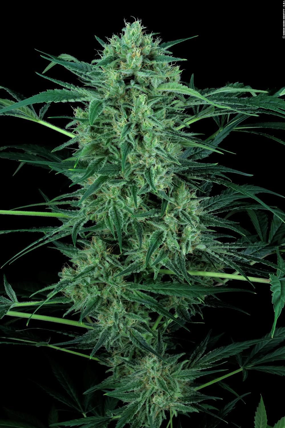 Paradise Seeds Nebula II CBD feminisiert