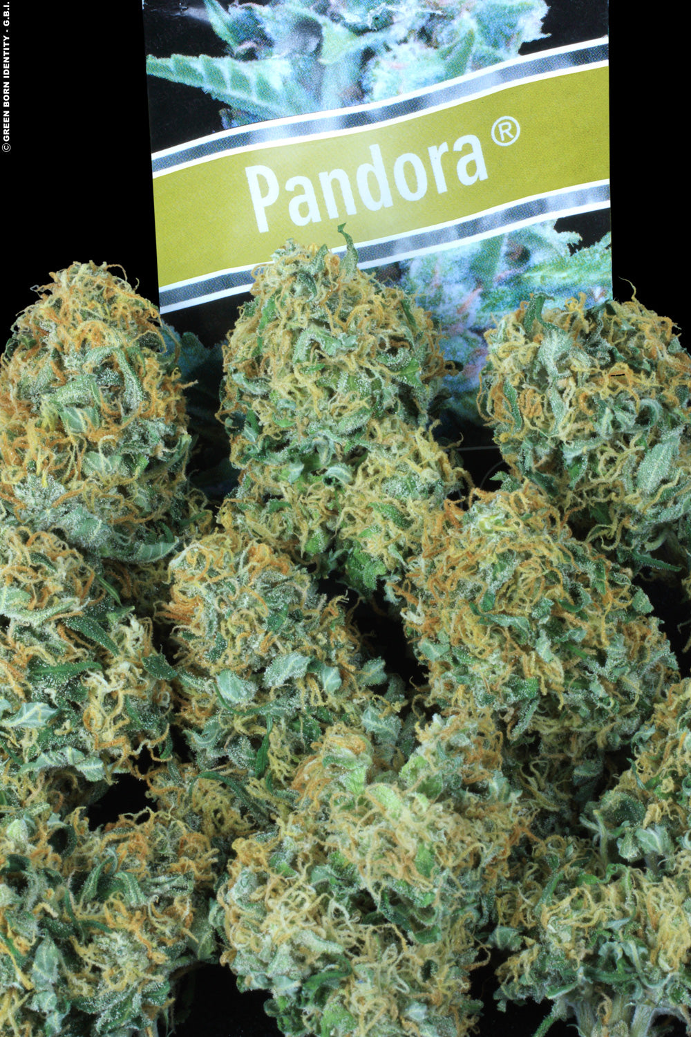 Paradise Seeds Pandora Feminisiert Autoflower