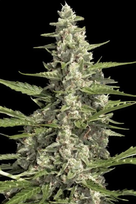 Paradise Seeds Pandora Feminisiert Autoflower