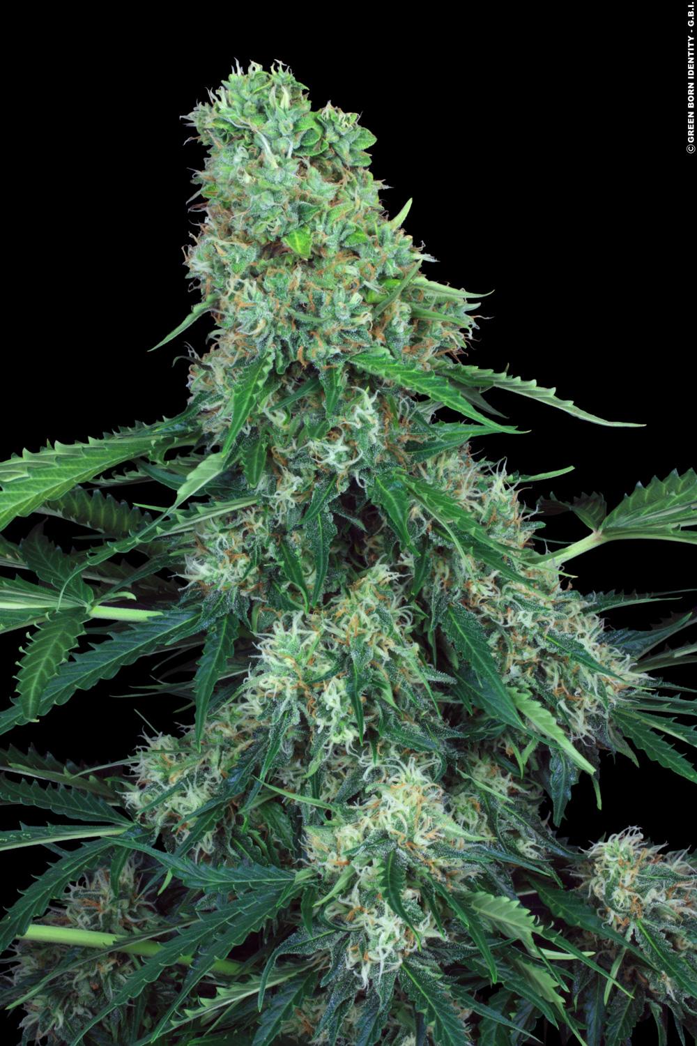 Paradise Seeds Pandora Feminisiert Autoflower