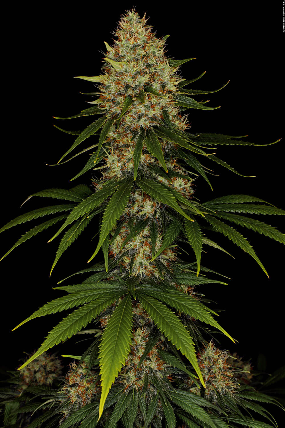 Paradise Seeds Space Cookies feminisiert