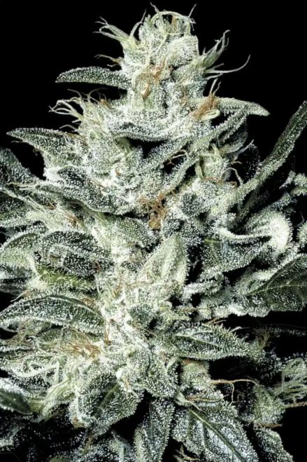 Paradise Seeds Sensi Star feminisiert