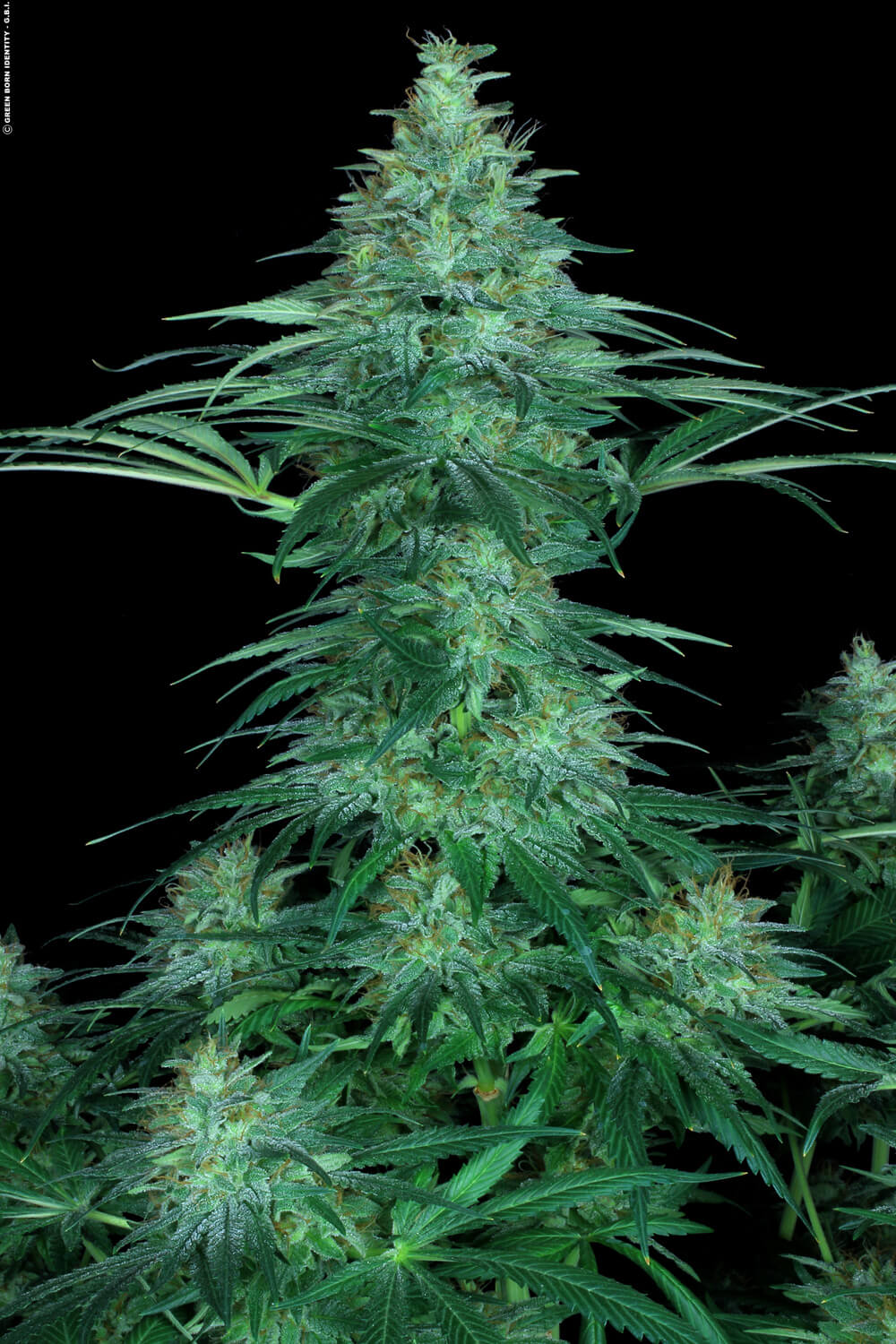 Paradise Seeds Sensi Star feminisiert