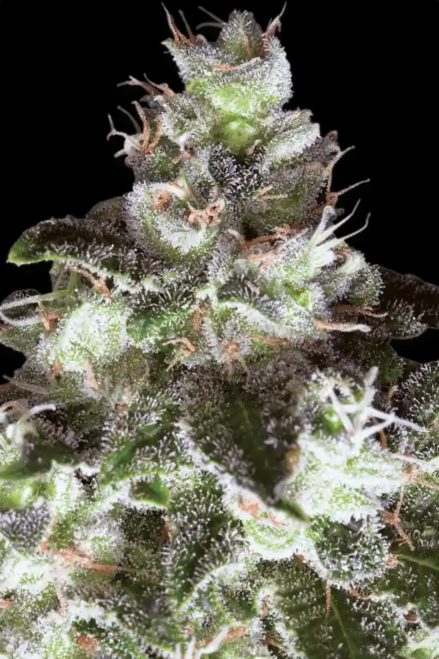 Paradise Seeds Original White Widow feminisiert