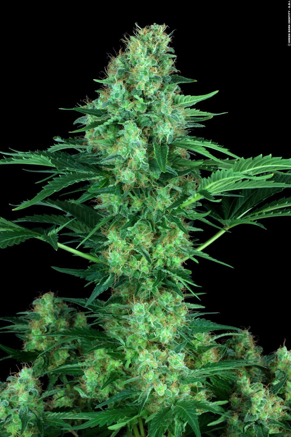 Paradise Seeds Original White Widow feminisiert