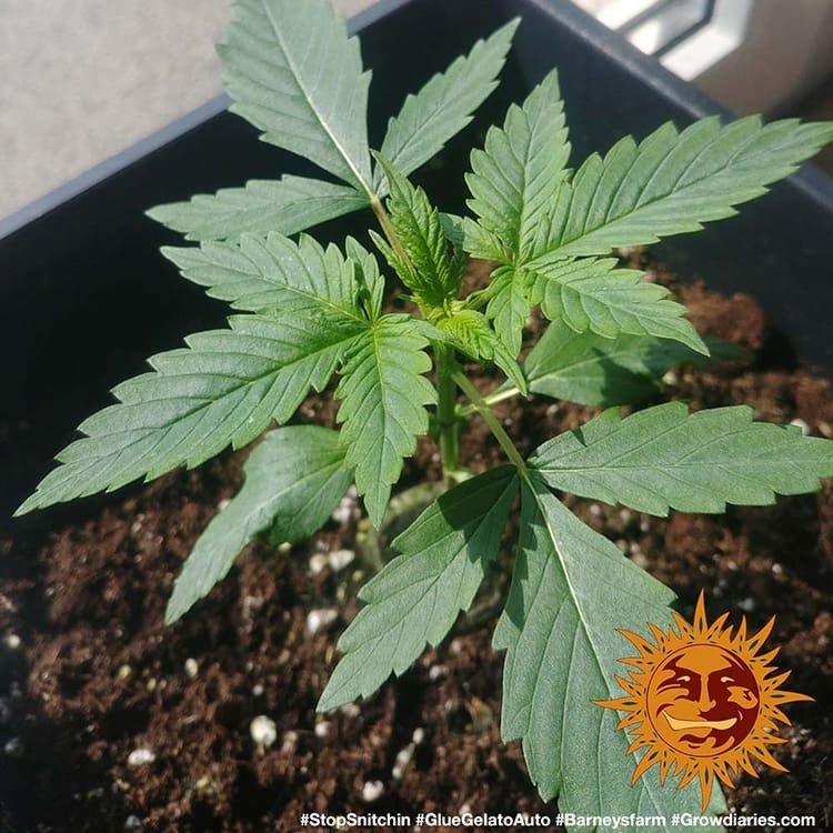 Barney's Farm Glue Gelato Auto Feminisiert Autoflower