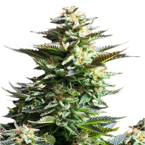 Royal Queen Seeds Amnesia Haze feminisiert