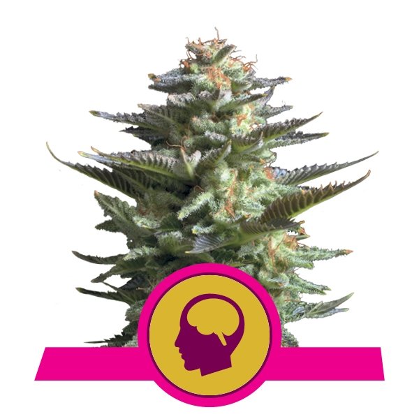 Royal Queen Seeds Amnesia Haze feminisiert