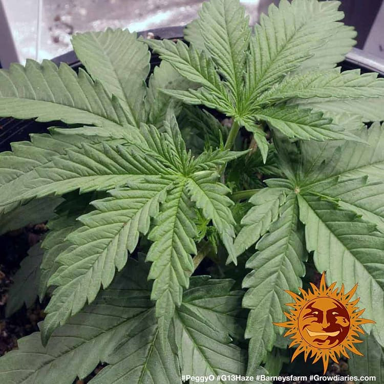 Barney's Farm G13 Haze Feminisiert