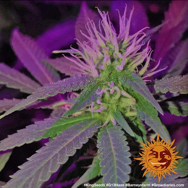 Barney's Farm G13 Haze Feminisiert